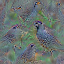 n01806567 quail